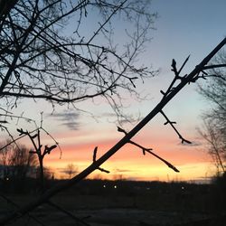 Silhouette bare trees against sky during sunset