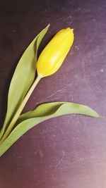 Close-up of yellow flower