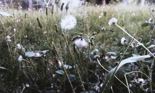 Close-up of dandelion blooming outdoors