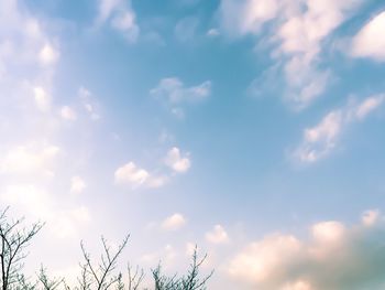 Low angle view of trees against sky