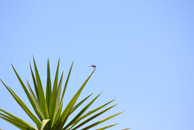 Low angle view of plant against clear blue sky