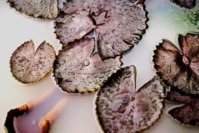 Close-up of bread in plate