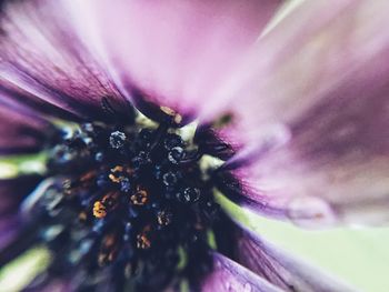 Close-up of flower blooming outdoors