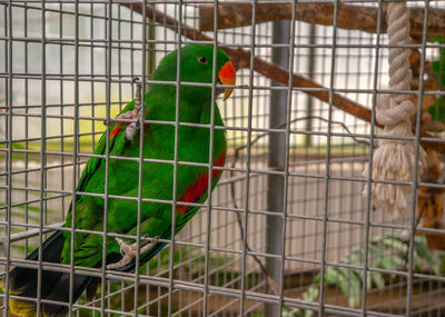 Close-up of parrot in cage