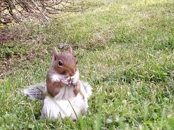 Squirrel sitting on field