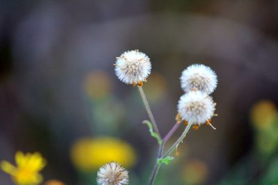 Close-up of dandelion