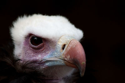 Close-up of a bird