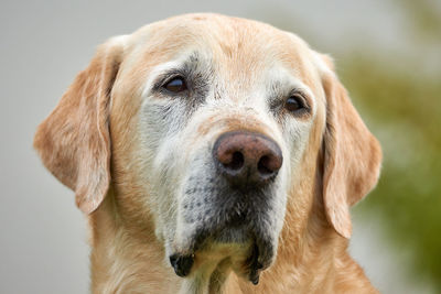 Close-up portrait of dog