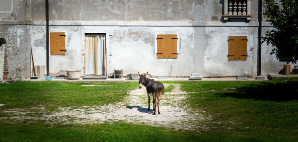 Facade of rural house. a donkey standing in the middle of the patio looks at the camera