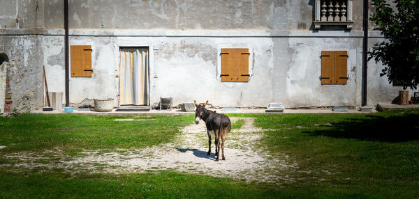 Portrait of a dog in a building