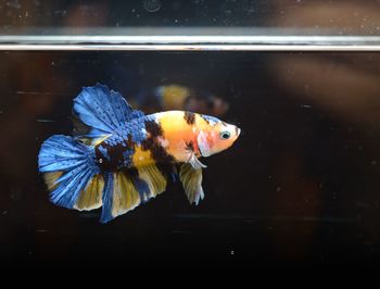 Fish swimming in aquarium