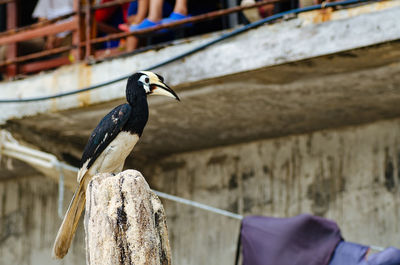 Close-up of bird perching on wooden post