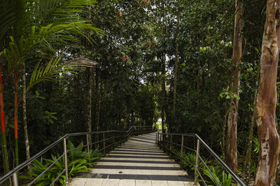 Footpath amidst trees in forest