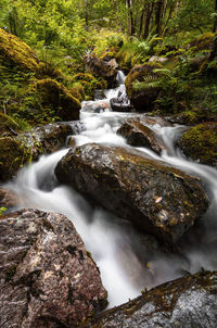 Scenic view of waterfall in forest