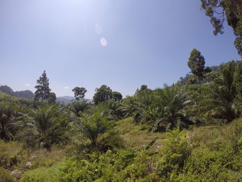 Trees on landscape against clear sky