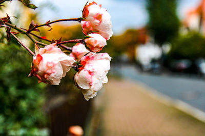 Close-up of cherry blossoms in spring