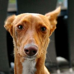 Close-up portrait of dog