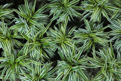 Full frame shot of fresh green plants