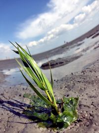 Close-up of plant growing on field against sky