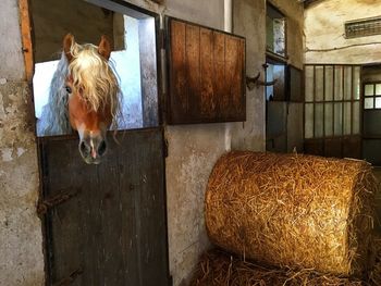 Horse in pen