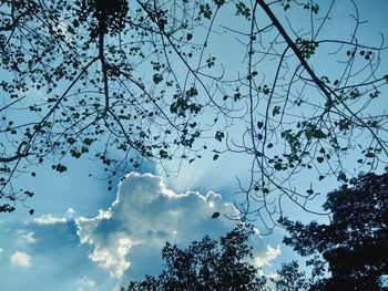 Low angle view of silhouette trees against blue sky