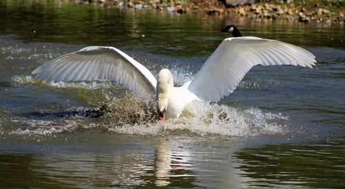 Swan swimming in lake