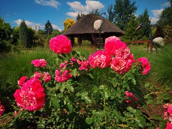 Pink flowering plants on field against sky