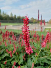Close-up of red flowering plants on field