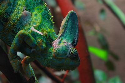 Close-up of lizard on tree, natural pallet 