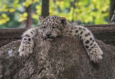 View of a cat relaxing on rock