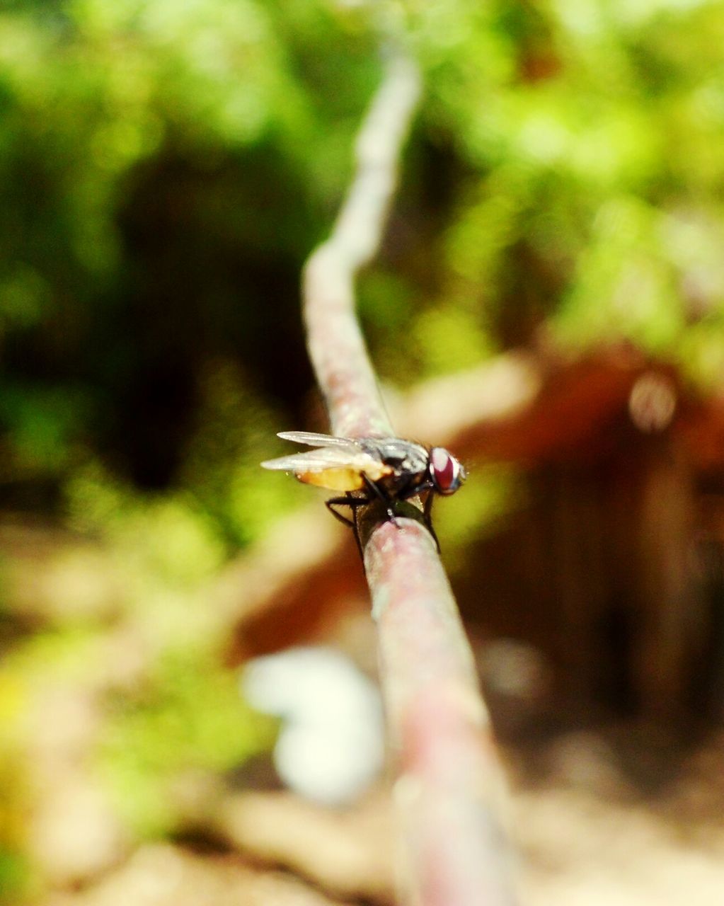 wildlife, insect, one animal, animals in the wild, person, zoology, dragonfly, close-up, holding, focus on foreground, full length, perching, human finger, selective focus, invertebrate, animal wing, animal eye, macro, flying, nature, outdoors