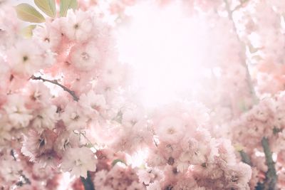 Close-up of pink cherry blossom