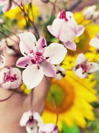 Close-up of pink flowers