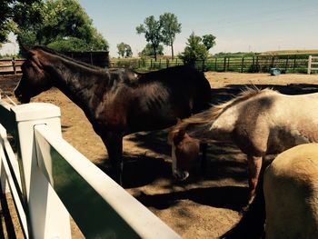 Horse in ranch