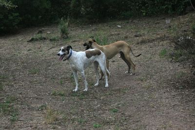 Dogs standing on field