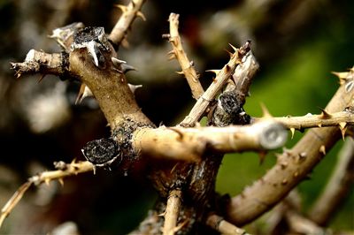 Close-up of twigs against blurred background