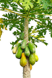 Close-up of green leaves