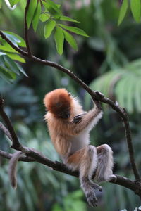 Close-up of squirrel on tree