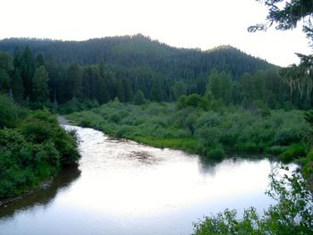 Scenic view of river and forest
