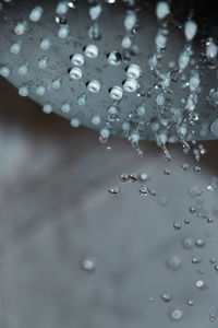 Close-up of water drops on leaf