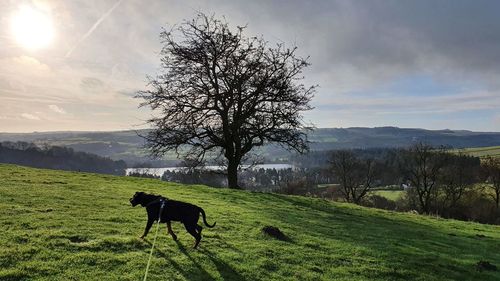 View of a horse on field