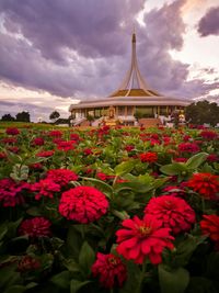 Red zinnia blooming at suan luang rama ix against sky