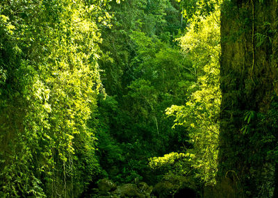 View of lush trees in forest