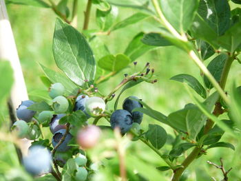 Close-up of berries on tree