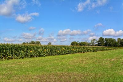 Scenic view of agricultural field against sky