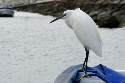 White heron perching on a sea