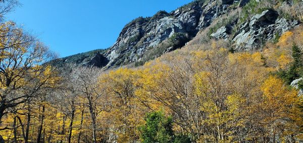 Low angle view of autumn leaves on mountain against sky