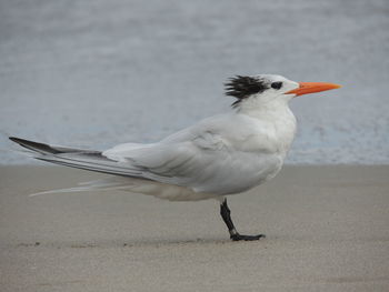 Close-up of bird perching on floor