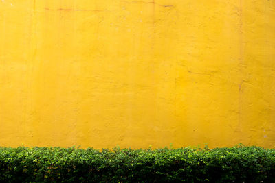 Yellow flowering plants on wall