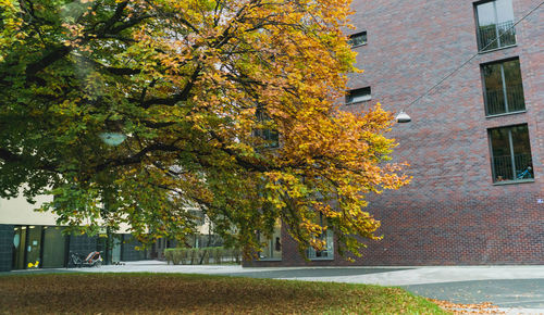 Close-up of tree during autumn